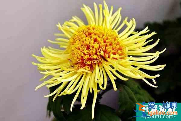 第七屆黃花文化節(jié)開幕 這份游玩攻略請收好了？