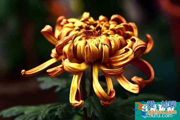 第七屆黃花文化節(jié)開幕 這份游玩攻略請收好了？