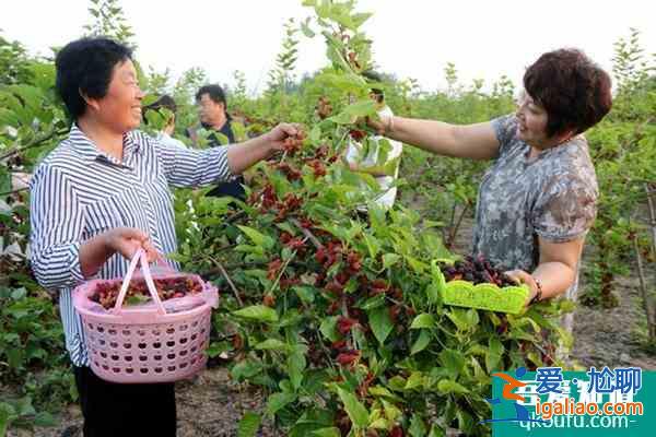 無(wú)錫采摘桑葚的好去處？