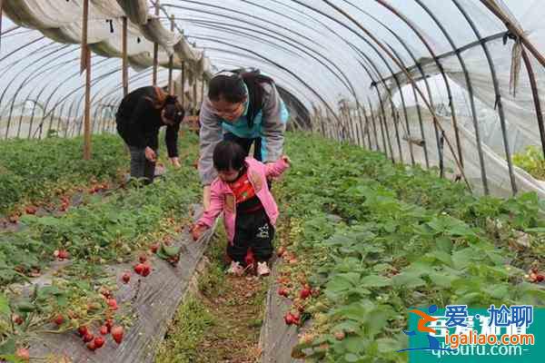無錫十大草莓采摘基地指南？