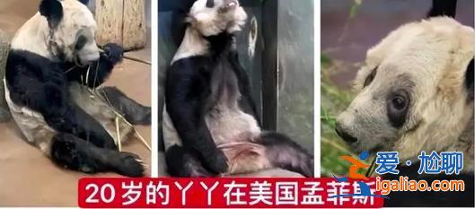 孟菲斯動(dòng)物園表示丫丫毛發(fā)稀疏是家族遺傳 網(wǎng)友怒了？