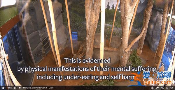孟菲斯動(dòng)物園表示丫丫毛發(fā)稀疏是家族遺傳 網(wǎng)友怒了？