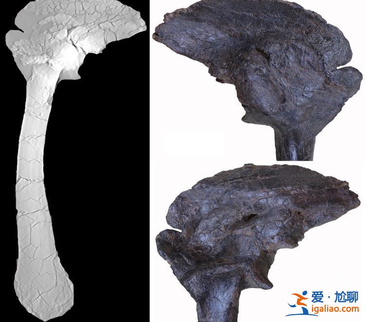 生活在1億多年前的恐龍就已患上風(fēng)濕病？