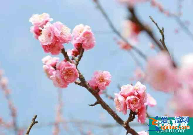 2022上海春節(jié)賞梅哪里最好 上海春節(jié)賞梅有哪些地方？