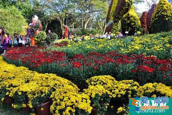 2021深圳東湖公園菊花展開始時間？