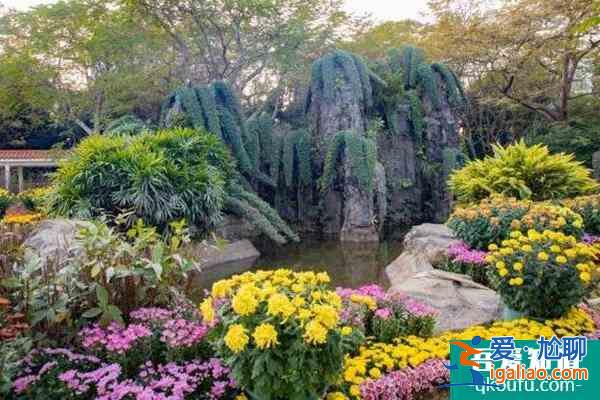 2021深圳東湖公園菊花展開始時間？