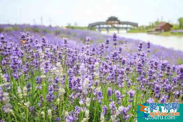南京侯沖河岸花海11月22日臨時(shí)閉園通知？