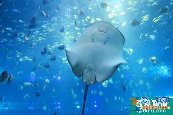 2021重慶漢海海洋公園開放了嗎？