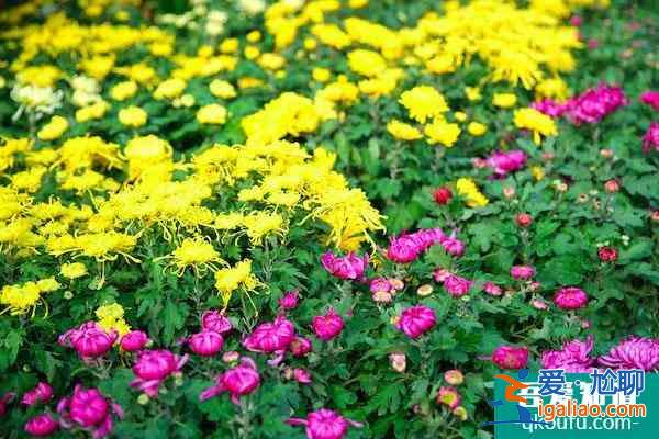 杭州植物園菊花展2021開展時(shí)間？