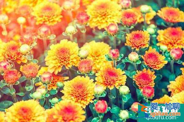 杭州植物園菊花展2021開展時(shí)間？