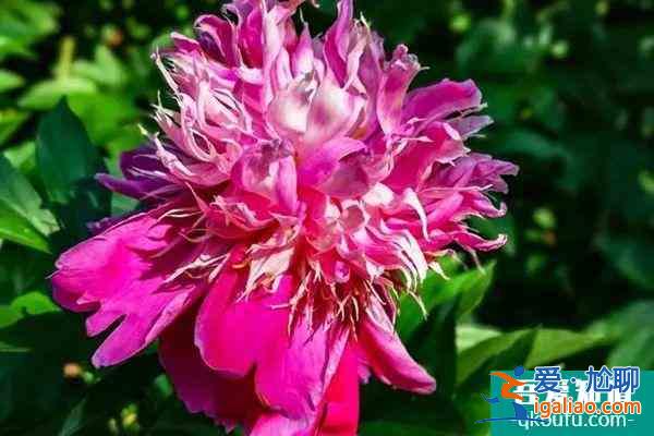 2022武漢植物園牡丹展持續(xù)到什么時候?？