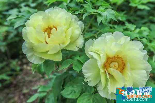 2022武漢植物園牡丹展持續(xù)到什么時候?？