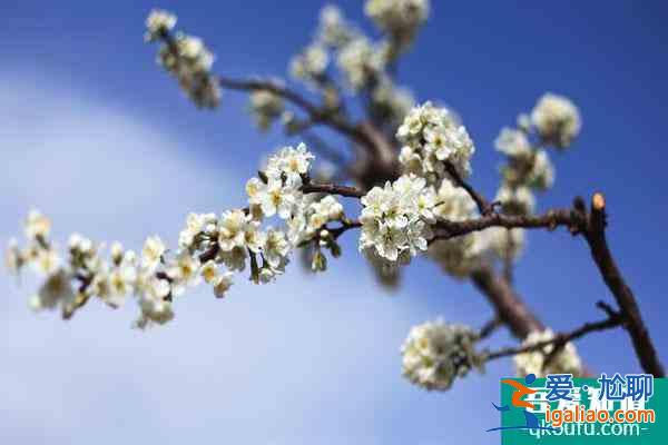 無錫龍寺生態(tài)園賞花介紹？