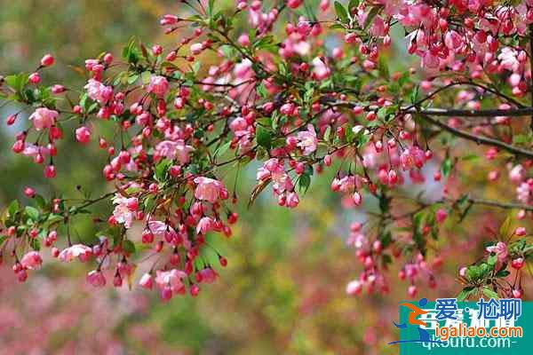 無錫龍寺生態(tài)園賞花介紹？
