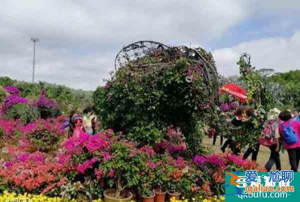 2021深圳蓮花山簕杜鵑花展時間？