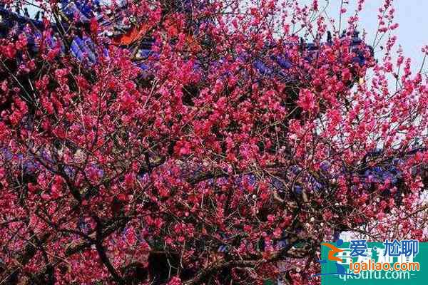 2022南京梅花山梅花什么時(shí)候開 附最佳觀賞時(shí)間？
