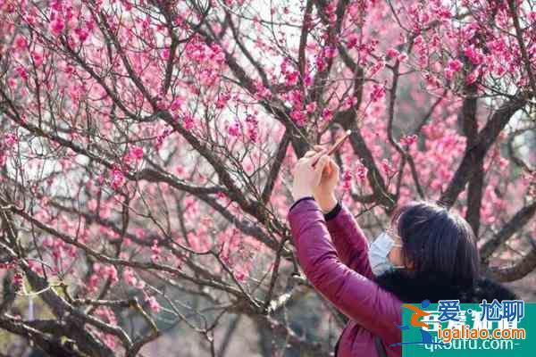 2022南京梅花山梅花什么時(shí)候開 附最佳觀賞時(shí)間？