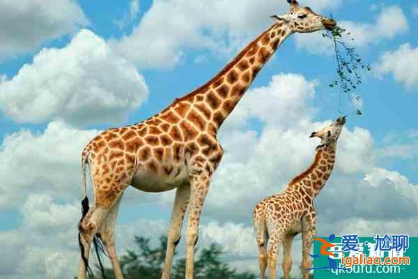 蘭州市野生動(dòng)物園開(kāi)了嗎？