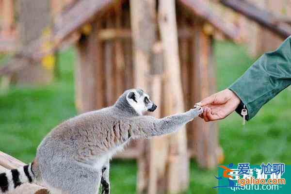 蘭州市野生動(dòng)物園開(kāi)了嗎？