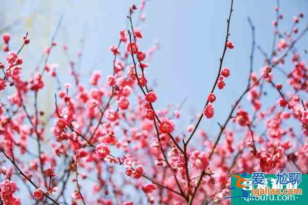 長(zhǎng)沙賞梅花的地方匯總？