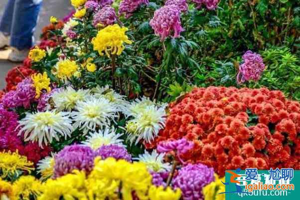 2021長沙岳麓山菊花展時間？