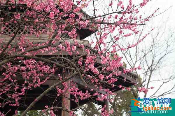 杭州超山梅花什么時(shí)候開？