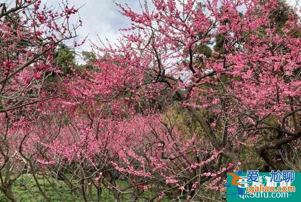 2022杭州超山梅花節(jié)時間及門票價格？