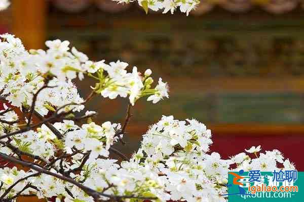 故宮承乾宮的梨花開了嗎?是歷史上誰住的地方?？