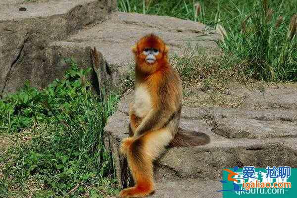 上海動(dòng)物園和野生動(dòng)物園哪個(gè)好玩？