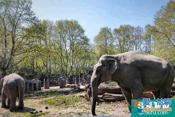 上海動(dòng)物園和野生動(dòng)物園哪個(gè)好玩？