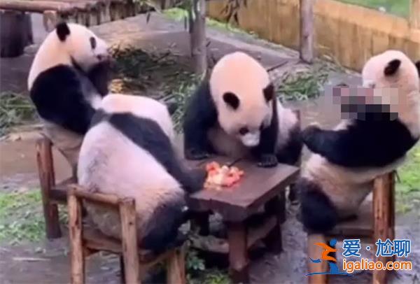 四只大熊貓坐在板凳上湊成一桌像是在打麻將？