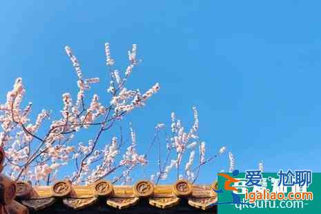 清明節(jié)故宮開(kāi)放嗎 清明節(jié)故宮賞花攻略？