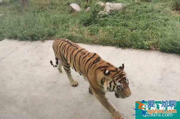 2022西安秦嶺野生動(dòng)物園年卡在哪里辦理及價(jià)格多少錢？