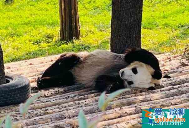 2022西安秦嶺野生動(dòng)物園年卡在哪里辦理及價(jià)格多少錢？