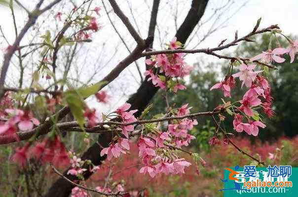 2022桂林南溪山公園櫻花什么時候開？