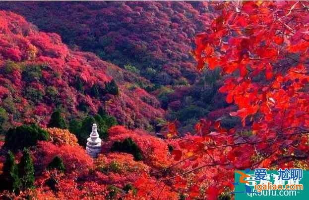 大漠胡楊林景區(qū)介紹？