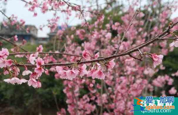 2022桂林南溪山公園櫻花什么時候開？
