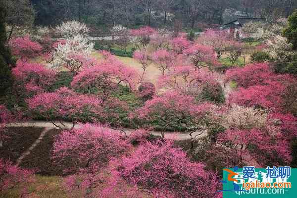 蘇州賞梅好去處盤(pán)點(diǎn) 蘇州看梅花哪里比較好？