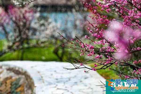 蘇州賞梅好去處盤(pán)點(diǎn) 蘇州看梅花哪里比較好？