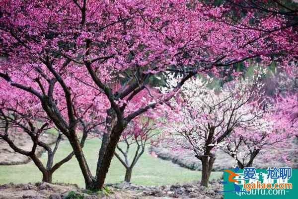 蘇州賞梅好去處盤(pán)點(diǎn) 蘇州看梅花哪里比較好？