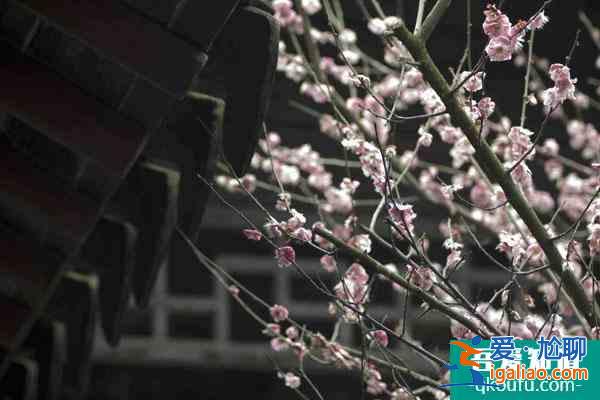 蘇州賞梅好去處盤(pán)點(diǎn) 蘇州看梅花哪里比較好？