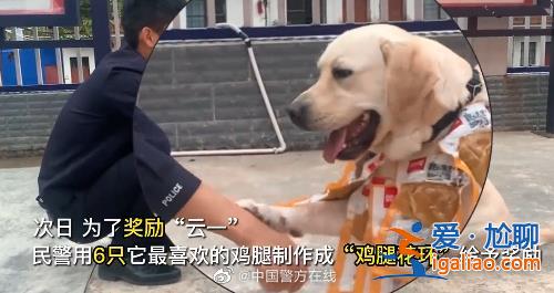 “汪汪隊“又立功！警犬搜毒超12公斤被獎勵“雞腿花環(huán)”？