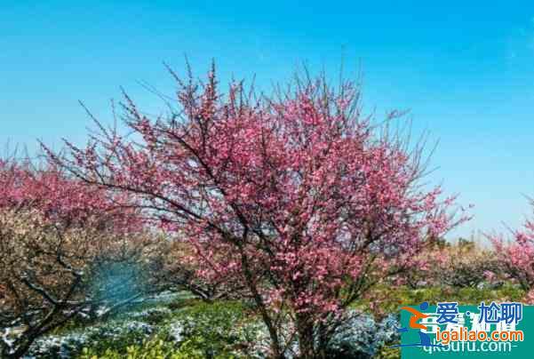 2022南京哪里看梅花最好 雪后看梅花的地方？