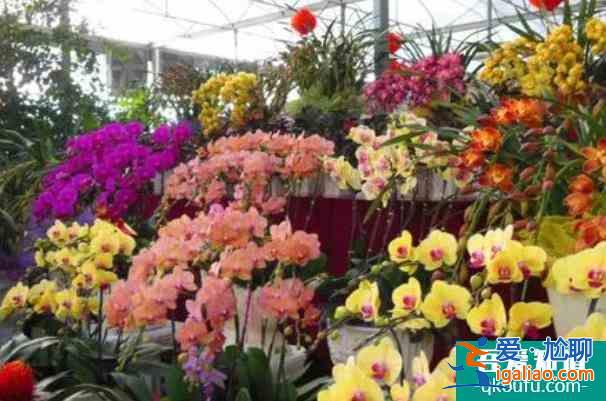 佛山花市2022什么時候開始 有哪些花市？