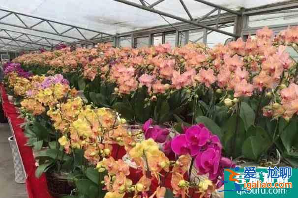 佛山花市2022什么時候開始 有哪些花市？
