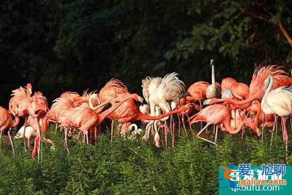 上海野生動(dòng)物園攻略表 各場館展示時(shí)間是幾點(diǎn)？
