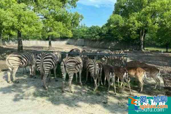 上海野生動物園一日游攻略？