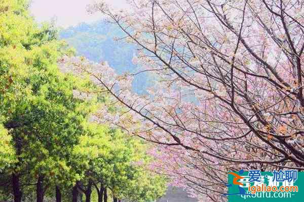 2022重慶看櫻花最美的地方 重慶看櫻花的最佳地點？