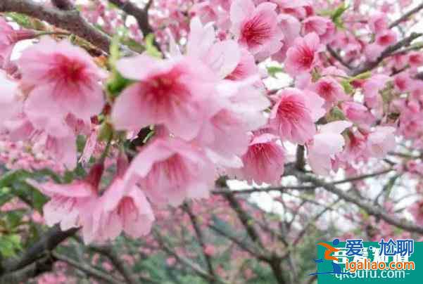 福州春季賞花攻略2022 去哪里賞花？