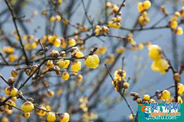重慶春節(jié)一日游去哪里好玩？